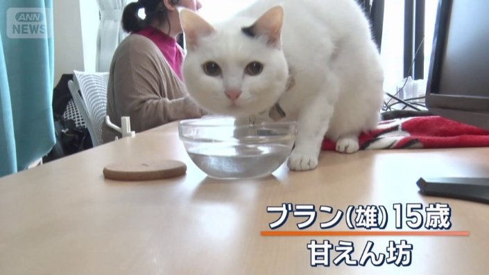ペットと同伴勤務できるユニークな企業　猫チャットルームでコミュニケーションも円滑