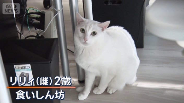 ペットと同伴勤務できるユニークな企業　猫チャットルームでコミュニケーションも円滑