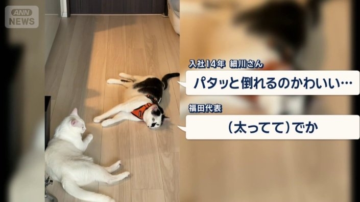 ペットと同伴勤務できるユニークな企業　猫チャットルームでコミュニケーションも円滑