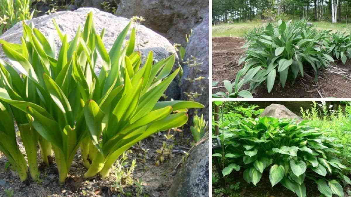 有毒植物の誤食死はイヌサフランが最多13人　過去10年、山菜や根菜類と見間違い相次ぐ