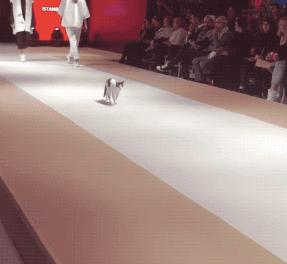*なぜそこ猫の画像が集まるトピPart8*