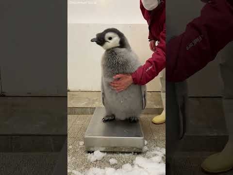 飼育スタッフ VS エンペラーペンギンの赤ちゃん