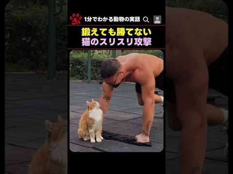 鍛えても耐えられない！猫のスリスリ攻撃