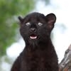 Luna (@luna_the_pantera) • Instagram photos and videos