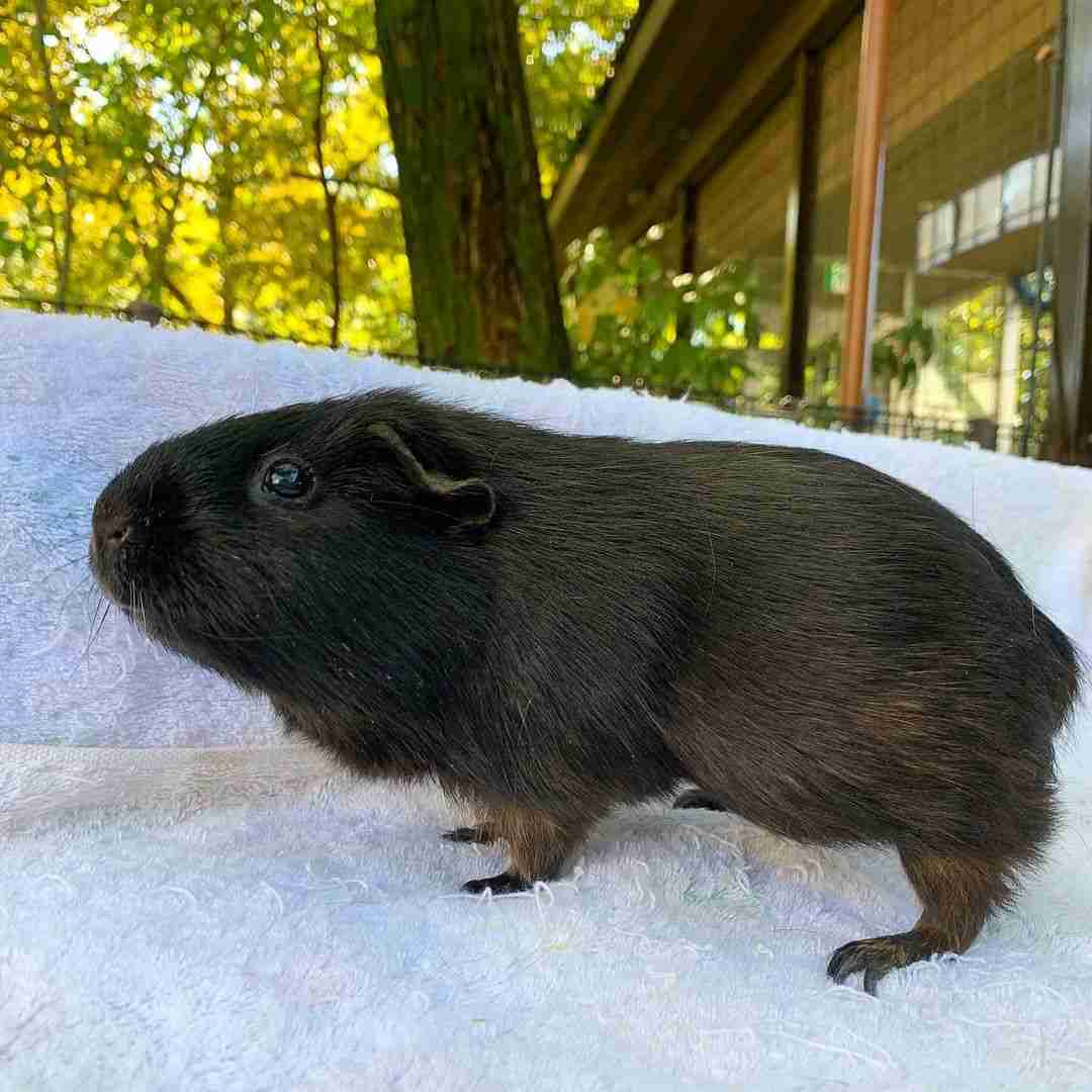 モルモットを飼ってみたい