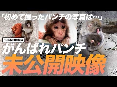 がんばれパンチの未公開映像。飼育担当が語る毎日の記録【公式】