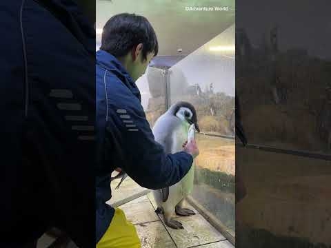 ＼ エンペラーペンギンの赤ちゃんの成長記録?／【1月28日撮影 120日齢】