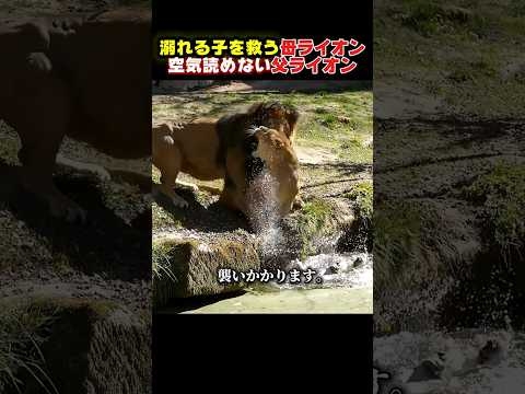 溺れる我が子を救いに来た母ライオン…邪魔する夫に怒りの鉄拳！#ライオン #子ライオン #野生動物  #母の愛  #感動 #衝撃映像 #動物動画 #サバンナ #アフリカ  #shorts