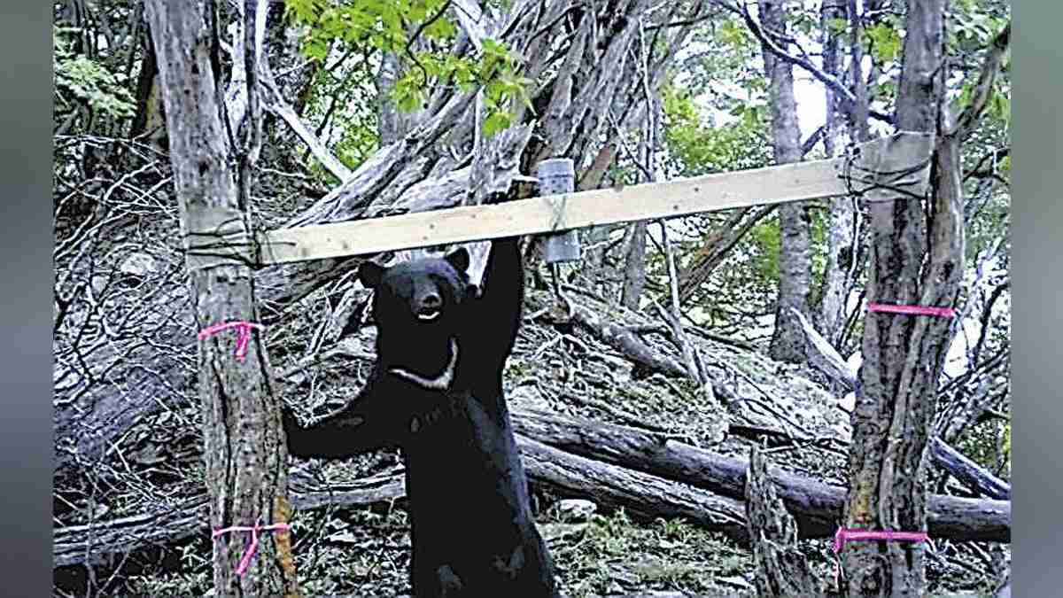 四国のクマ生息数、これまでの推定上回る２６頭を確認…「地域個体群は維持」 : 読売新聞