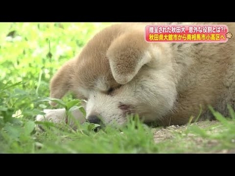 生後３カ月の秋田犬・大馬（だいま）有害鳥獣駆除で住民帰還を待つ街の「ただいま」を後押し【福島発】 (21/05/14 06:00)