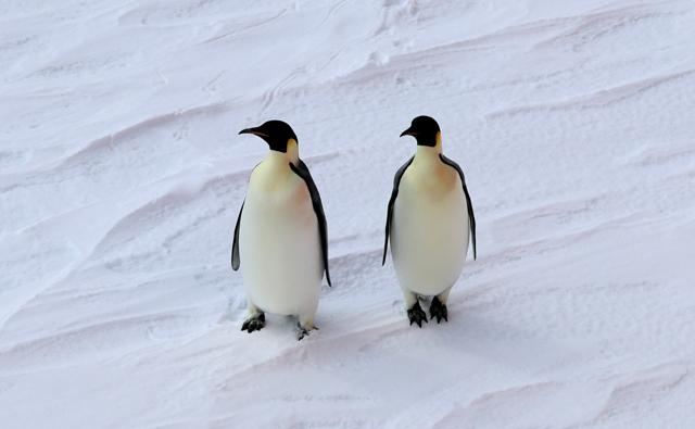 コウテイペンギン特別保護種、中ロ反対で指定ならず南極条約会議閉幕（朝日新聞） - Yahoo!ニュース