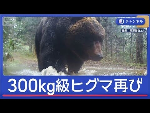 また300kg級　“メタボグマ”GWに現る【スーパーJチャンネル】(2026年5月5日)