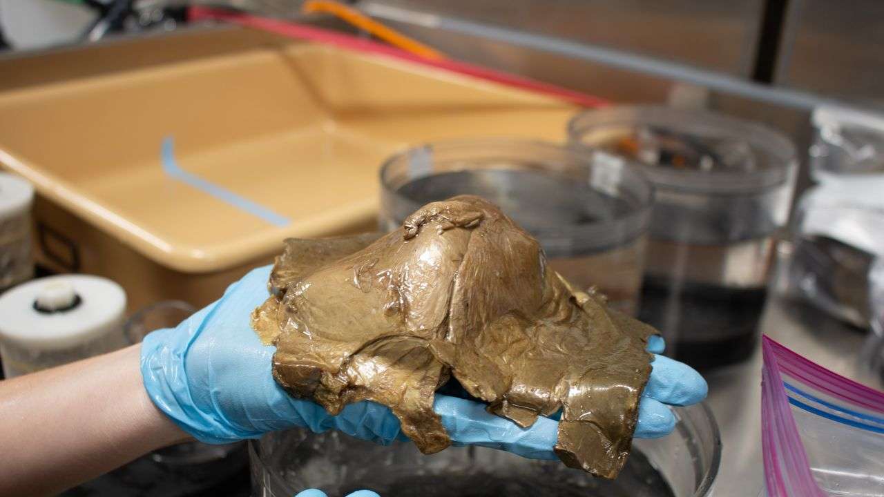 黄金色をした深海の謎の物体、その正体が2年越しで明らかに | WIRED.jp