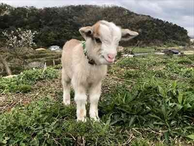 動物の赤ちゃんは何故あんなに可愛いのでしょう🥰