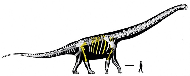 巨大恐竜の新種特定、池のほとりで見つかった化石で判明　タイ