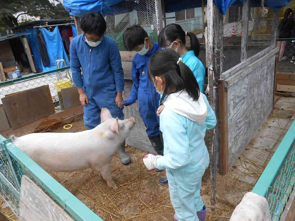 動物とのふれあい体験見直し広がる　ストレス軽減が目的　学校での飼育も急減