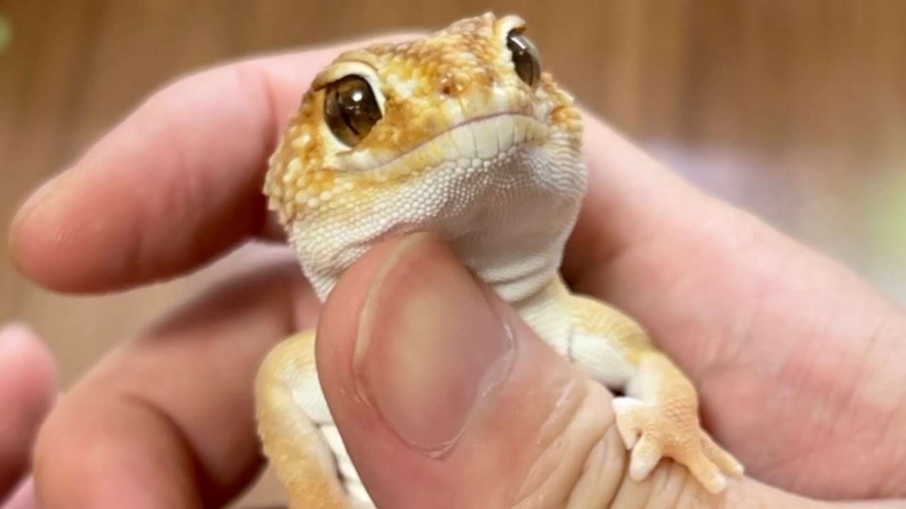 謎の巨大生物「ビッグフット」、米オハイオ州で目撃情報 長年の議論が再燃