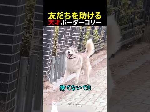 友だちを助ける天才ボーダーコリー