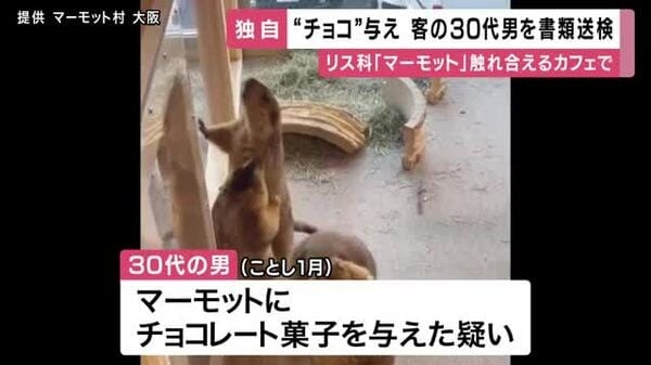 「いつも決められたご飯でかわいそう」リス科のマーモットに”禁物”のチョコ菓子を与えたか　マーモットカフェ客の30代男を書類送検