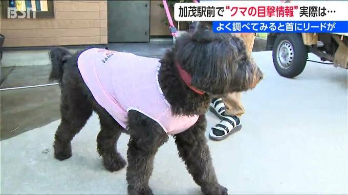 駅前で『クマ騒動』警察も見間違い「いゃ～、ホッとしました！」と加茂市も“訂正情報” よくよく調べてみると首にリードが…　新潟県