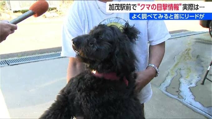 駅前で『クマ騒動』警察も見間違い「いゃ～、ホッとしました！」と加茂市も“訂正情報” よくよく調べてみると首にリードが…　新潟県