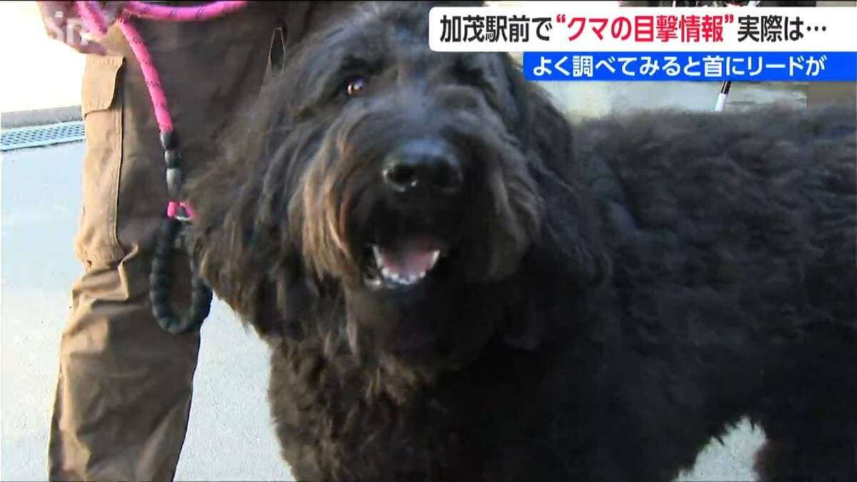 駅前で『クマ騒動』警察も見間違い「いゃ～、ホッとしました！」と加茂市も“訂正情報” よくよく調べてみると首にリードが…　新潟県 | 新潟のニュース・天気｜BSN NEWS｜BSN新潟放送