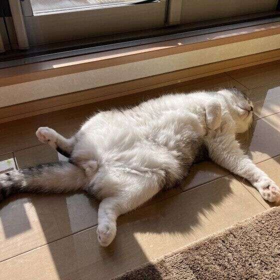 猫が仰向けで寝るのはどんな気分のとき？獣医師が心理を解説（ねこのきもち WEB MAGAZINE） - Yahoo!ニュース