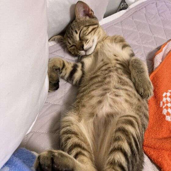 猫が仰向けで寝るのはどんな気分のとき?獣医師が心理を解説