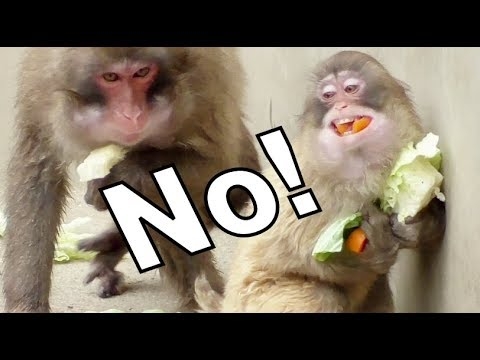 Meal time of Monkeys 03 -  Greedy