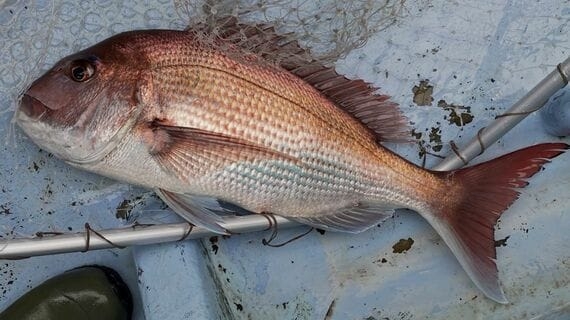日本から魚が消えていくのは当然だった…｢外国のせい｣でも｢漁業者のせい｣でもない