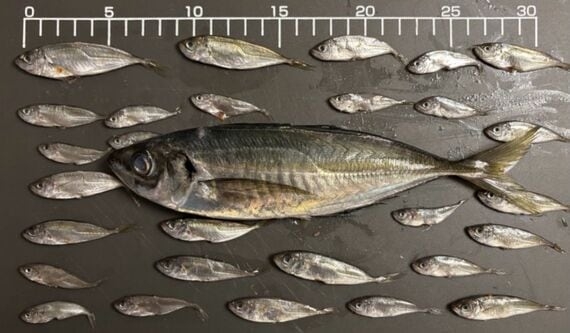 日本から魚が消えていくのは当然だった…｢外国のせい｣でも｢漁業者のせい｣でもない