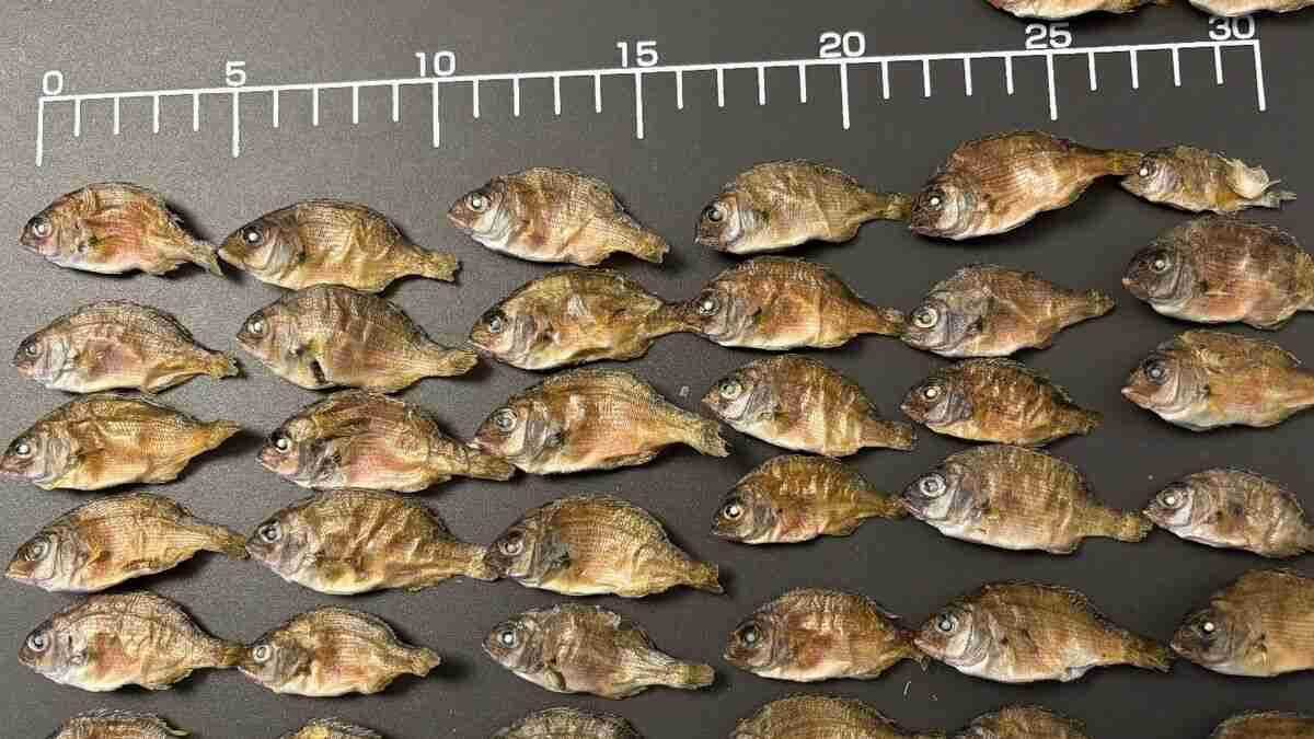 日本から魚が消えていくのは当然だった…｢外国のせい｣でも｢漁業者のせい｣でもない