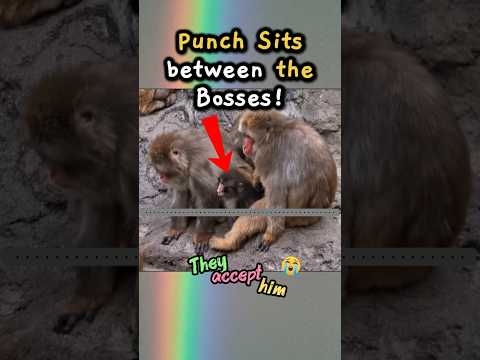 Alpha Bosses listen to Punch ?♥️ #Punch #monkey #japan #animals #shorts