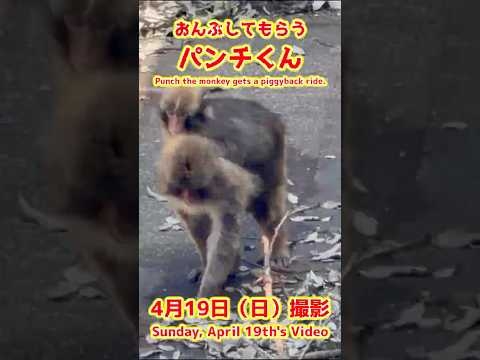 パンチくん【2026年4月19日撮影】おんぶしてもらうパンチくん #がんばれパンチ #punch  #HangInTherePunch #市川市動植物園【Punch the monkey】N02