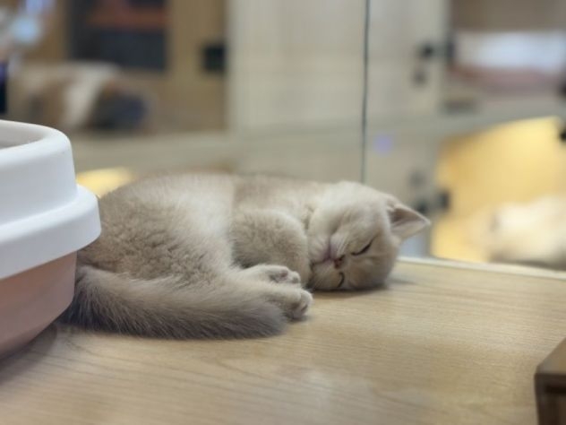 コロラド州も。ペットショップでの犬猫の販売を禁止する法律を制定