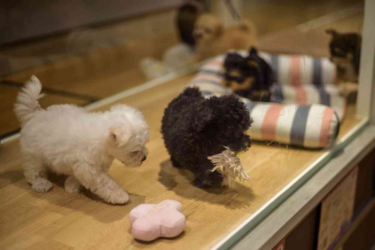 コロラド州も。ペットショップでの犬猫の販売を禁止する法律を制定 | カラパイア