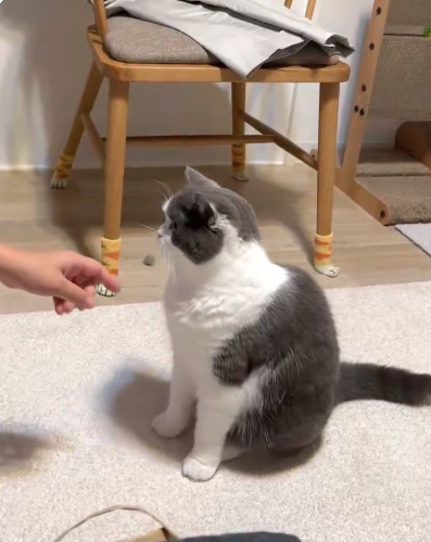 「絶対に触らせない」猫の断り方が参考になると話題に「避け方が人間」「嫌いな人が近づいたらこうしよ」