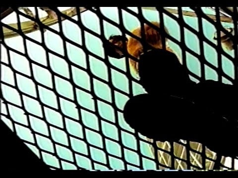 そばにおいで / 松岡英明