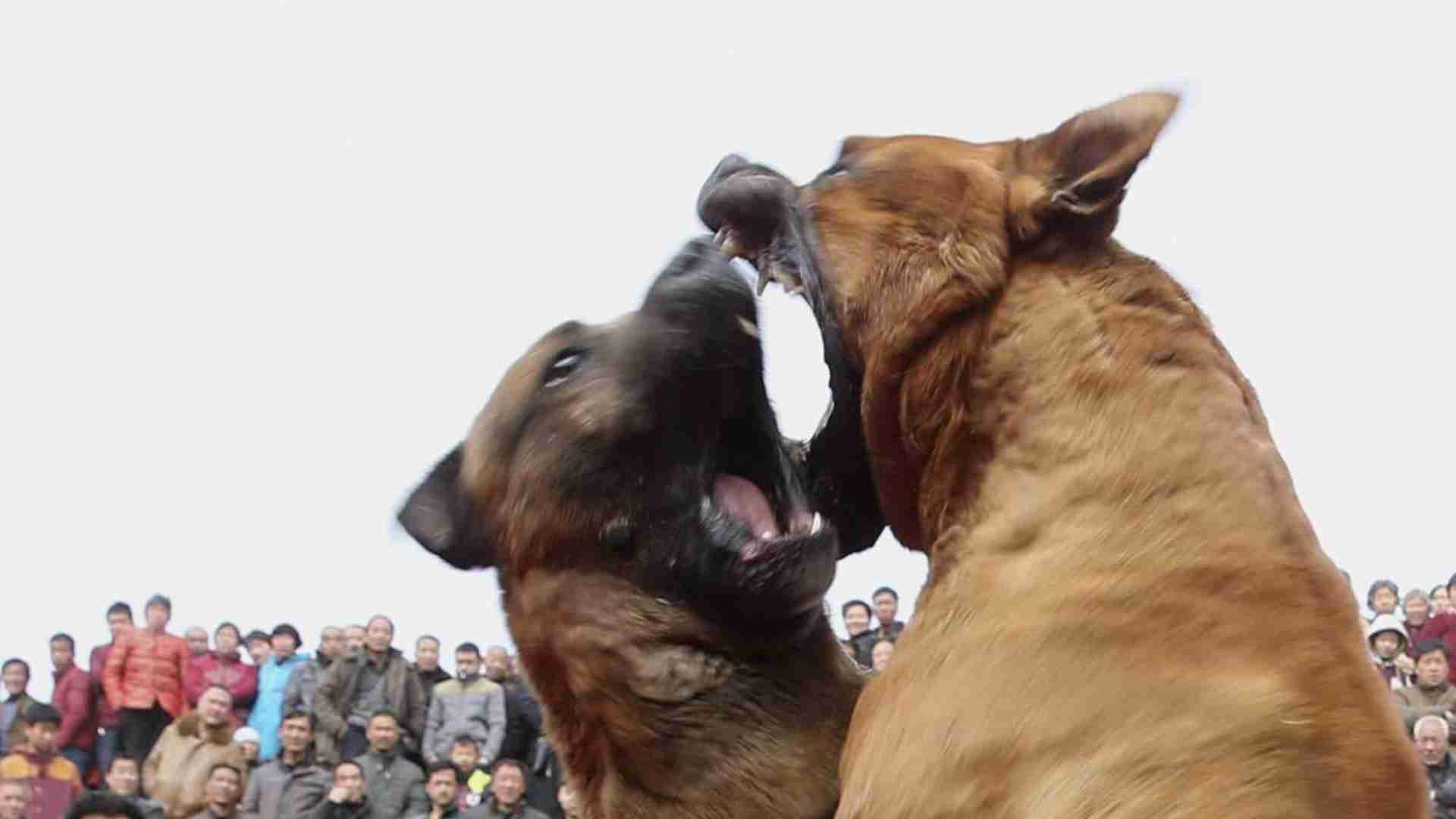 闘犬に襲われて女性が重傷の日本はどんなヤバい犬も飼い放題…最も凶暴な種類とは？