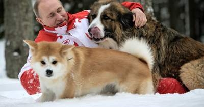 ロシア贈呈の犬の動向はベールに　大統領公邸の犬たち | NEWSjp