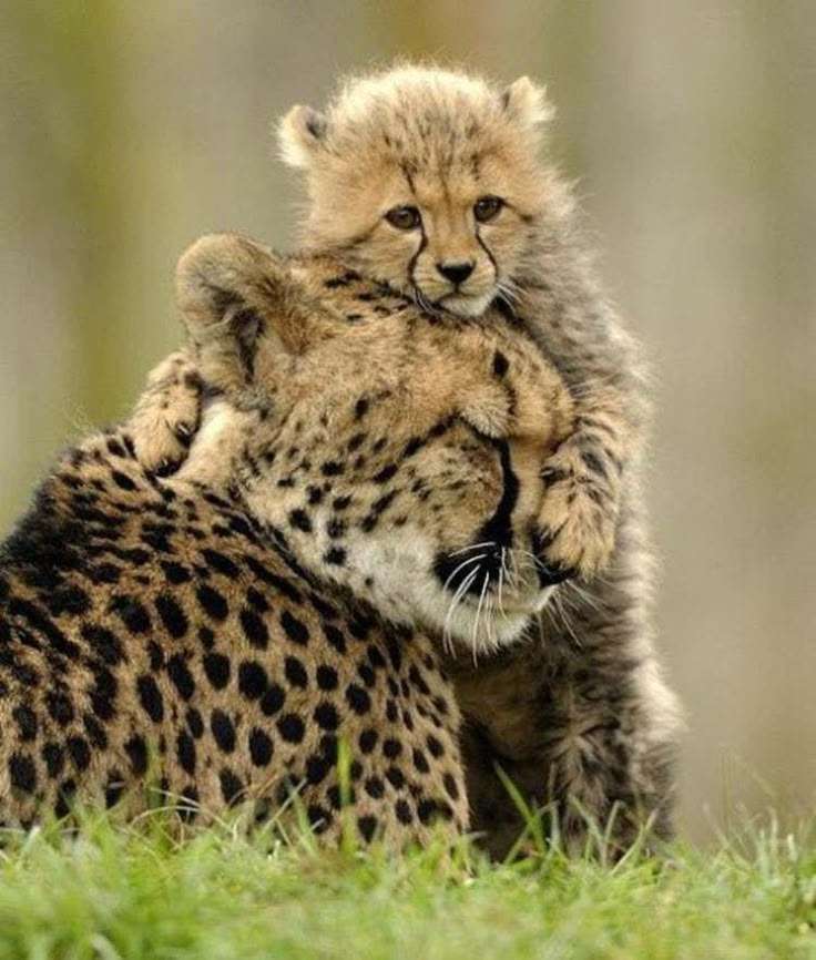 色んな動物の親子を見たい