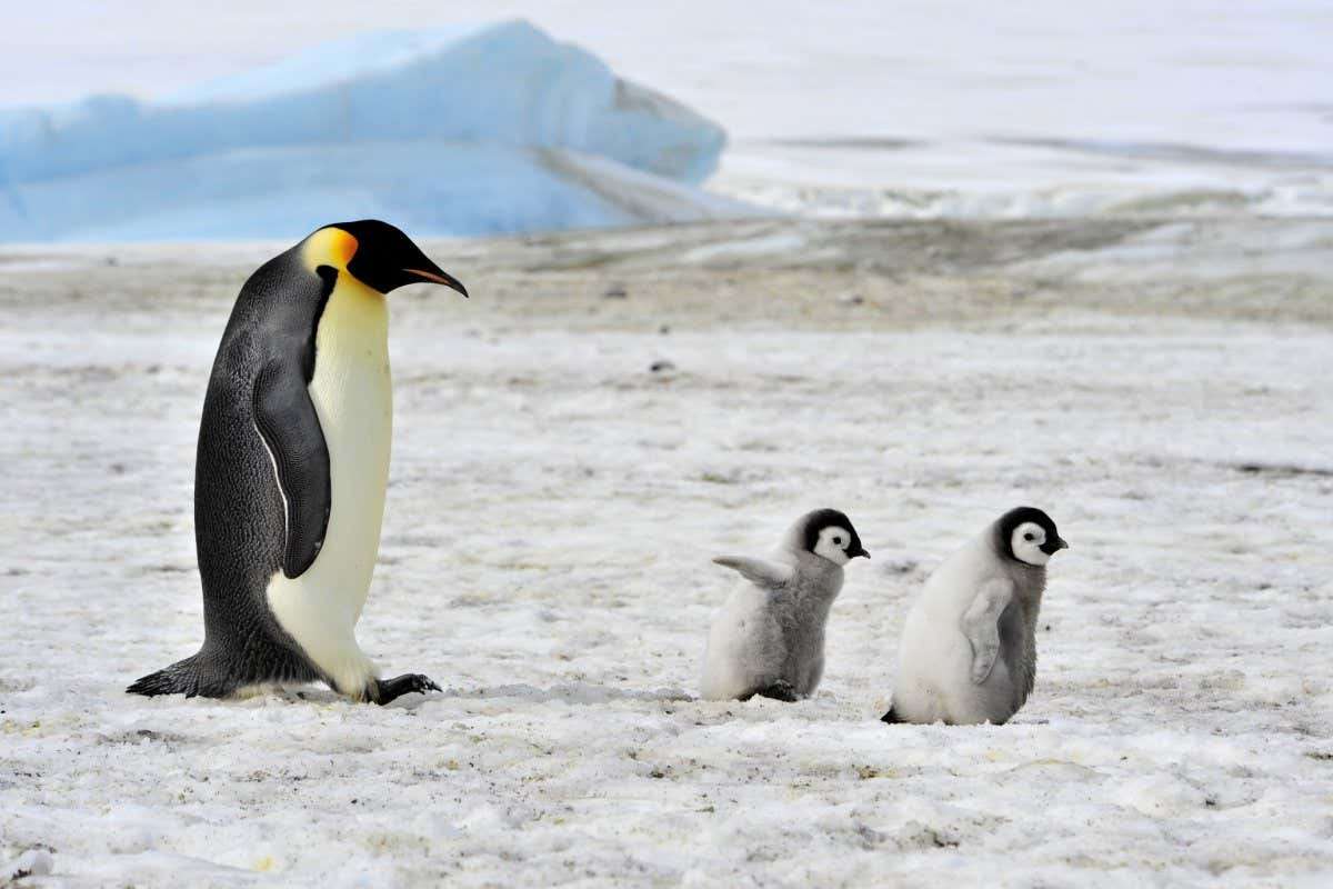 色んな動物の親子を見たい