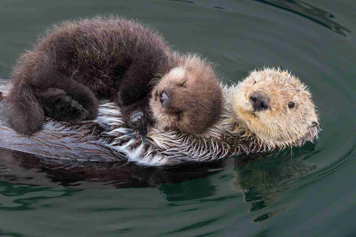 色んな動物の親子を見たい