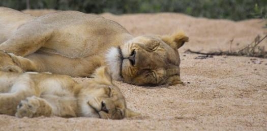色んな動物の親子を見たい