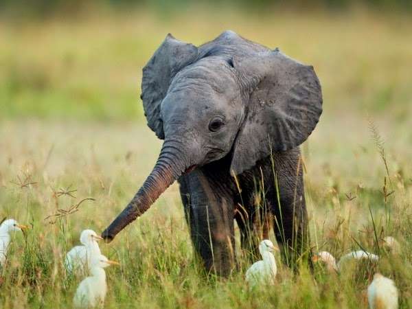 ゾウが好きな人〜🐘