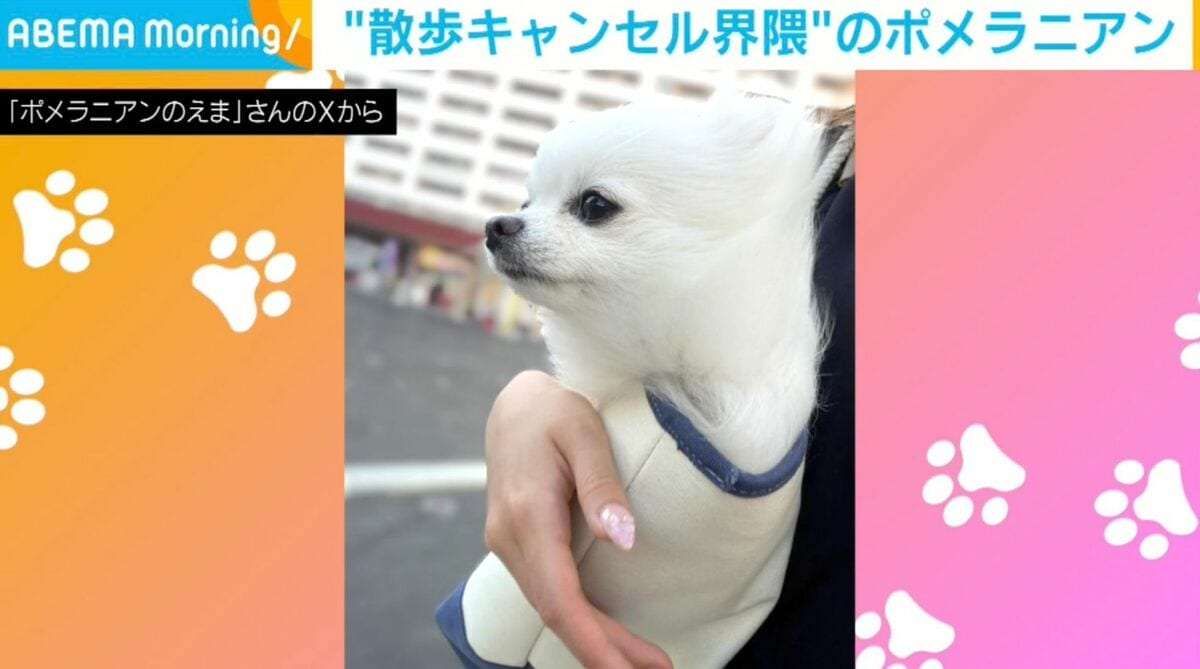 飼い主のバッグに入る“散歩キャンセル界隈”のポメラニアンが、SNSで話題「ひも片付けようとしてるの賢い！」「爆笑ww」 | 話題 | ABEMA TIMES | アベマタイムズ