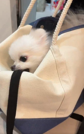 飼い主のバッグに入る“散歩キャンセル界隈”のポメラニアンが、SNSで話題「ひも片付けようとしてるの賢い！」「爆笑ww」