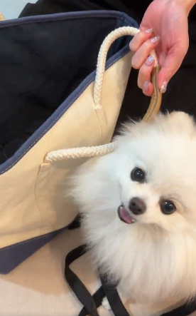 飼い主のバッグに入る“散歩キャンセル界隈”のポメラニアンが、SNSで話題「ひも片付けようとしてるの賢い！」「爆笑ww」