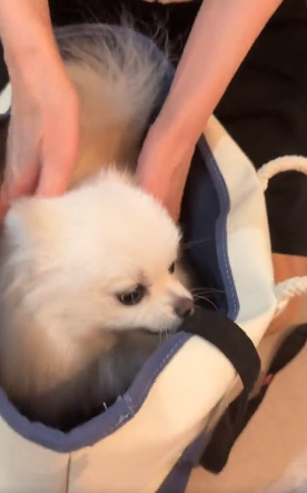飼い主のバッグに入る“散歩キャンセル界隈”のポメラニアンが、SNSで話題「ひも片付けようとしてるの賢い！」「爆笑ww」