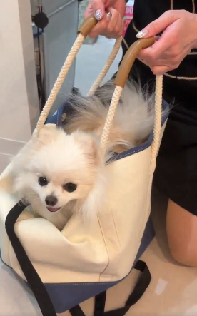 飼い主のバッグに入る“散歩キャンセル界隈”のポメラニアンが、SNSで話題「ひも片付けようとしてるの賢い！」「爆笑ww」